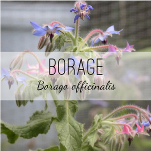 Borage officinalis from Herb & Vine Healing Plants in Jasper GA