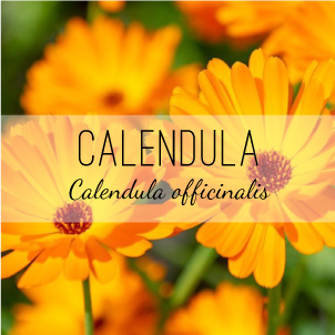 Healing plants - calendula