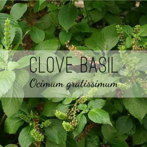 clove-basil