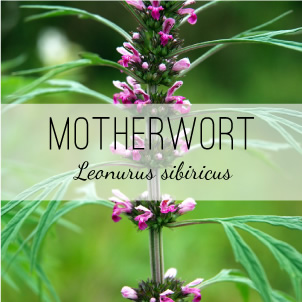 Healing plants - motherwort