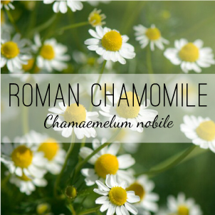 roman-chamomile