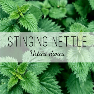 stinging-nettle