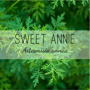 sweet-annie