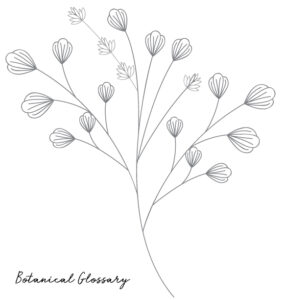 Botanical-definitions-glossary
