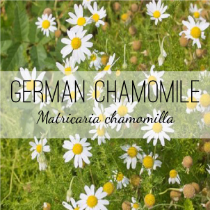 german-chamomile