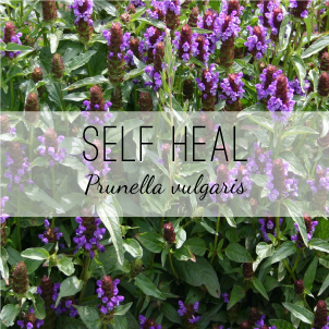 Self-Heal Healing Herb - Prunella vulgaris