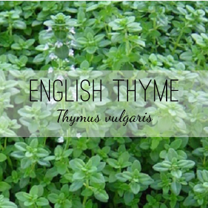 english-thyme