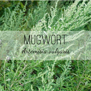 Mugwort (Artemisia vulgaris) Medicinal Plant from Herb & Vine Healing Plants, Jasper Georgia