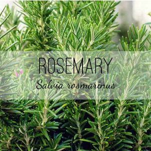 Rosemary (Salvia rosmarinus) from Herb & Vine Healing Plants, Jasper, Georgia