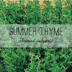 summer-thyme