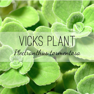 Vicks Plant (Plectranthus tormentosa) from Herb & Vine Healing Plants