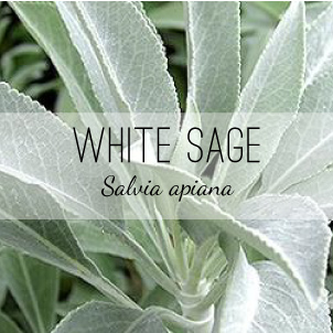 white-sage