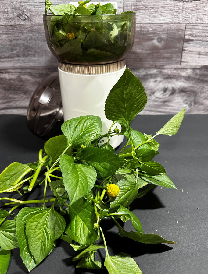Maceration method of making an herbal tincture - Herb & Vine Healing Plants, Jasper GA