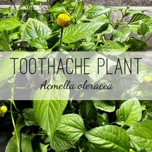 toothache-plant