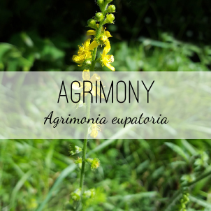 Agrimony, or Sticklewort, is used for respiratory, urinary and digestive disorders. Herb & Vine Healing Plants, Jasper, GA