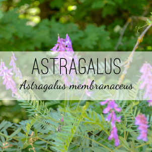 Astragalus membranaceus or Chinese Milkvetch is a perennial healing plant used for its immune enhancing properties. Healing herbs, Medicinal plants by Herb & Vine Jasper GA.