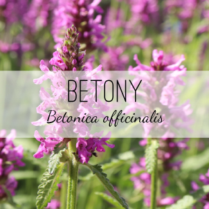Betony is also known as Bishop's Wort or Wood Betony. It's used in tea, tinctures or decoctions for migraines, neuralgia, wounds, tension and circulation. Herb & Vine Healing Plants, Jasper GA