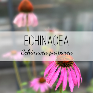 Echinacea purpurea medicinal plant from Herb & Vine Healing Plants in Jasper, GA
