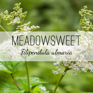 meadowsweet