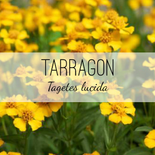 Mexican Tarragon (Tagetes lucida) is a culinary and medicinal plant grown for its licorice flavor and many medicinal qualities. Herb & Vine Healing Plants, Jasper, Georgia