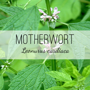 Official or Common Motherwort (Leonurus cardiaca) is a calming herb used for heart issues and women's issues. Herb & Vine Healing Plants in Jasper, GA