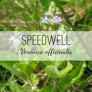 Spedwell is Veronica officinalis, a perennial wildflower that attracts pollinators and is alterative, astringent, diuretic, expectorant, stomachic and tonic. Herb & Vine Healing Plants, Jasper, GA