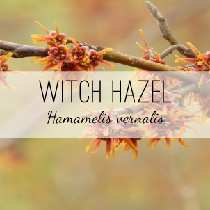 witch-hazel