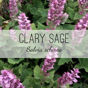 Clary Sage - Salvia sclarea - from Herb & Vine Healing Plants in Jasper, GA