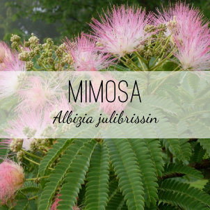 Mimosa Tree - Albizia julibrissin - from Herb & Vine Healing Plants in Jasper GA