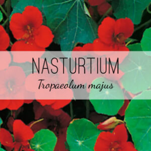 Nasturium plants from Herb & Vine Healing Plants in Jasper, GA. Empress of India Nasturtium is an edible flowering annual in North Georgia.