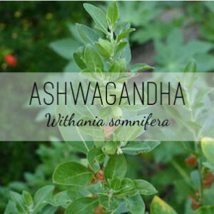 Ashwagandha Plant (Withania somnifera) from Herb & Vine Healing Plants in Jasper, Georgia. Thos Indian Ginseng Medicinal Plant is an annual that fights insomnia from stress, male aphrodisiac, boost immune system. Ashwagandha is abortifacient, adaptogenic, antibiotic, aphrodisiac, diuretic, narcotic, strongly sedative and tonic. Grow a medicinal garden in North Georgia.
