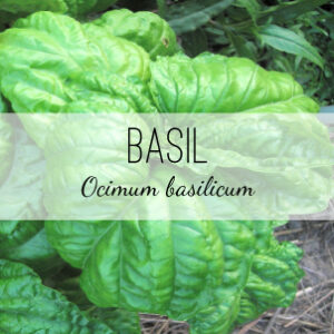 Shop Basil plants from Herb & Vine Healing Plants in Jasper, GA. Medicinal and culinary herbs grown locally and naturally for sale in North Georgia.