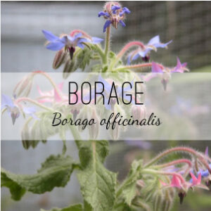Borage Plant (Borage officinalis) or Starflower is available from Herb & Vine Healing Plants in Jasper, GA. This annual treats respiratory, premenstrual, and rheumatic issues, eczema and skin conditions.
