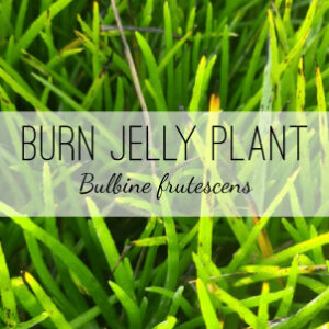 Burn Jelly Plant (Bulbine frutescens) available from Herb & Vine Healing Plants in Jasper, GA. Also called First Aid Plant, this succulent treats burns, rashes, blisters, bits, chapped lips, cold sores, sunburn, eczema, acne.