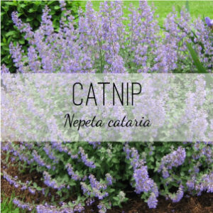 Catnip Plant (Nepeta cataria) from Herb & Vine Healing Plants in Jasper, GA is not just for cats. This medicinal perennial treats sore throat, fever, headache, diarrhea, asthma, toothache, colic, wounds, gas, pest repellent. It is a powerful medicinal herb that's antispasmodic, antiflatulent, carminative, diaphoretic, nervine, and mild sedative
