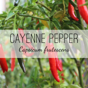 Cayenne Pepper Plant (Capsicum frutescens) from Herb & Vine Healing Plants in Jasper, GA. This annual is grown for its fruit which treats nerve pain, arthritis, headaches, circulation, gastric infection, relieves gas and colic, sore throat, diarrhea. This medicinal plant is stimulant, tonic, carminative, antiseptic, analgesic, antimicrobial, rubefacient, digestive, circulatory.