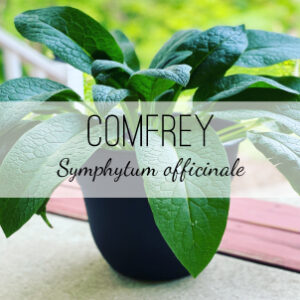 Comfrey Plant (Symphytum officinale) from Herb & Vine Healing Plants in Jasper, GA. This Knitbone is a perennial favorite herb for the external treatment of cuts, bruises, sprains, broken bones, eczema, varicose veins, sores. Comfrey is anti-inflammatory, astringent, demulcent, and it heals wounds and bones.