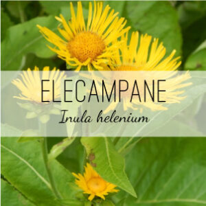 Elecampane Plant (Inula helenium) from Herb & Vine Healing Plants in Jasper, GA. This perennial is used mostly as an expectorant which soothes cough and treats chest infections and bronchitis. Good for digestive issues. Warming tonic, circulatory stimulant, antibacterial, antifungal, alterative, carminative, diuretic