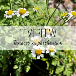 Feverfew Plant (Tanacetum parthenium) is a perennial flowering herb that is great for migraines, headaches, fevers, arthritis, and gynecological uses. A medicinal plant that is analgesic, anti-rheumatic, bitter, promotes menstrual flow, and reduces fever. Medicinal plants from Herb & Vine in Jasper. GA.