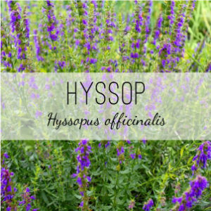 Hyssop Plant (Hyssopus officinalis) from Herb & Vine Healing Plants in Jasper, GA. Antimicrobial and bitter tonic, Hyssop is a perennial pollinator friendly plant that calms bronchitis, asthma and respiratory infections. Can sooth gas, bloating and indigestion.