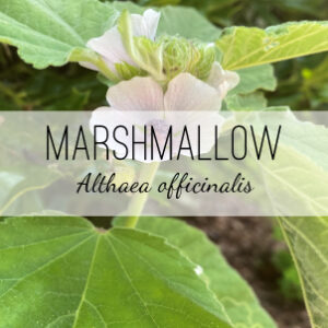 Marshmallow (Althaea officinalis) from Herb & Vine Healing Plants in Jasper, GA. This perennial medicinal plant protects and soothes mucous membranes treats IBS and gastric/intestinal problems, dry coughs, constipation, boils, abscesses. Marshmallow is demulcent, diuretic, emollient, tonic, nervine, relaxant, antispasmodic, nutritive, vulnerary, endocrine restorative, and expectorant. Use roots, leaves, flowers in an infusion, mouthwash, or ointment. Buy medicinal herbs in North Georgia.
