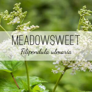 Meadowsweet (Filipendula ulmaria) from Herb & Vine Healing Plants in Jasper, GA. Also called Queen of the Meadow this perennial medicinal herb treats acid indigestion, heartburn, and reflux, as well as arthritis, headache, toothache. Meadowsweet is anti-inflammatory, antirheumatic, astringent, diuretic, stimulates and sweating. Harvest the flowering tops and leaves to make into a tincture, infusion, decoction, powder, or tablets. Buy medicinal herbs in North Georgia.