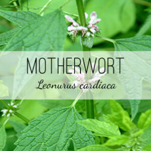 Motherwort (Leonurus cardiaca) from Herb & Vine Healing Plants in Jasper, GA. This variety is a perennial medicinal herb that treats stress, anxiety, cardiovascular and women's health issues. Motherwort has anti-spasmodic, emmenagogue, and nervine actions.
