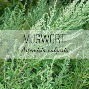 Mugwort (Artemisia vulgaris) from Herb & Vine Healing Plants in Jasper, GA. This perennial medicinal plant improves appetite, digestion and absorption of nutrients as well as increases bile flow and induce menstruation. Mugwort is also a treatment for malaria. This herbal remedy is digestive, tonic, uterine stimulant, and antiseptic. Harvest the leaves and roots for a tea or tincture. Buy medicinal herbs in North Georgia.