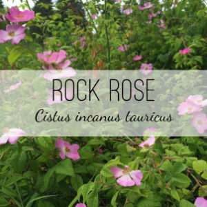 Rock Rose (Cistus incanus tauricus) from Herb & Vine Healing Plants in Jasper, GA. This bushy evergreen perennial has been used medicinally for thousands of years. Rock Rose has anti-microbial, anti-inflammatory, anti-fungal, antioxidant, and vasodilator properties.