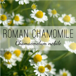 Available from Herb & Vine Healing Plants in Jasper, GA. Roman Chamomile (Chamaemelum nobile) is a perennial herb that treats nausea, vomiting, indigestion, loss of appetite, colic, cramps, headaches, and stress. This medicinal herb has anti-inflammatory and anti-microbial properties useful for wounds, burns, diaper rash, bites and stings. As a steam inhaler the herb helps with sinusitis, asthma, bronchitis, hay fever and influenza.