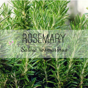 Rosemary (Salvia rosmari) from Herb & Vine Healing Plants in Jasper, GA. This culinary favorite is also a medicinal evergreen perennial. Use Rosemary as a natural remedy for circulation, nerve repair, stress recovery from illness, uplifting, migraines, or sore throat. Rosemary is astringent, antioxidant, anti-inflammatory, nervine, stimulant, and tonic. Harvest the leaves for an essential oil, tincture, infusion, and strewing. Buy medicinal herbs in North Georgia.