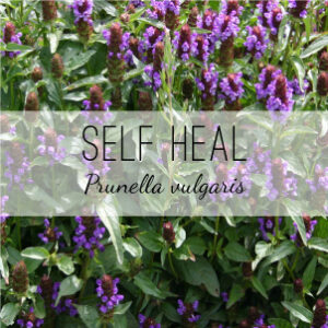 Self Heal (Prunella vulgaris) from Herb & Vine Healing Plants in Jasper, GA. Also called Heal All, this medicinal perennial is used as a wound healer, for sore throat, IBS, diarrhea, and internal bleeding. Self Heal is astringent, tonic, antioxidant, antitumor, antibiotic, hypotensive, and antimutagenic. Use the aerial parts in an infusion, gargle, powder, or poultice. Buy medicinal herbs in North Georgia.