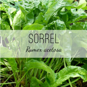Sorrel (Rumex acetosa) from Herb & Vine Healing Plants in Jasper, GA. This perennial medicinal herb is a detoxifying mild laxative often consumed in salads or juiced. A natural remedy that is anti-inflammatory, anti-cancer, febrifuge, diuretic, and anti-diarrhea. Use the lemony flavored leaves, seeds, roots. Roots can be cooked and dried and made into noodles. Use seed dried & powdered in bread. Buy medicinal herbs in North Georgia.