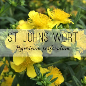 St Johns Wort medicinal plants from Herb & Vine Healing Plants in Jasper, GA. Find Hypericum perforatum plants locally in North Georgia. Herb & Vine Healing Plants - medicinal herbs, natural remedies, grow your own medicinal garden with St Johns Wort plants.